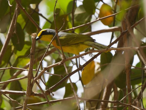 <h3><a href="/trips/gambia/biota/animalia/chordata/aves/040 passeriformes/036 malaconotidae/chlorophoneus sulfureopectus/chlorophoneus sulfureopectus-nl.html">Chlorophoneus&nbsp;sulfureopectus</a> / Orange‑breasted&nbsp;bushshrike / Oranje&nbsp;bosklauwier</h3>OM-1 Mark II met OLYMPUS M.150-400mm F4.5, 1/2500 sec  bij F6.3, ISO 2000, afstand 15.7&nbsp;m